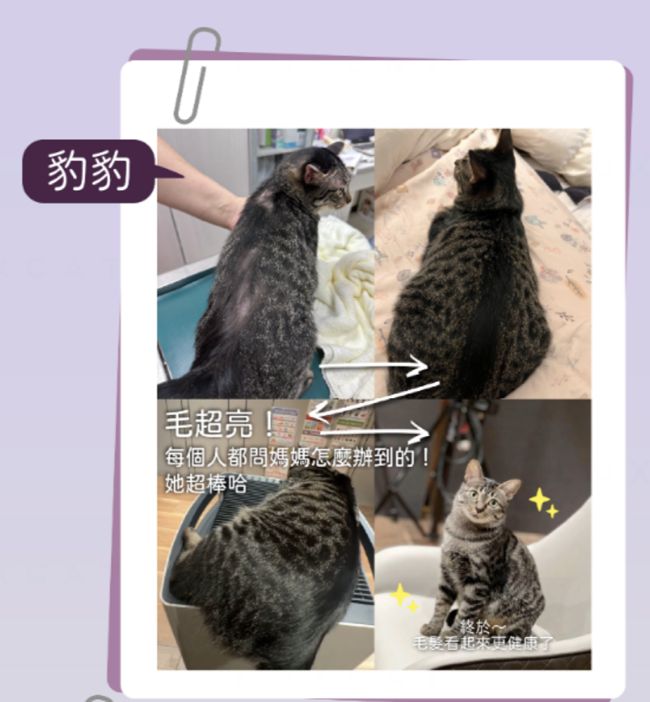 豹豹毛色改善見證