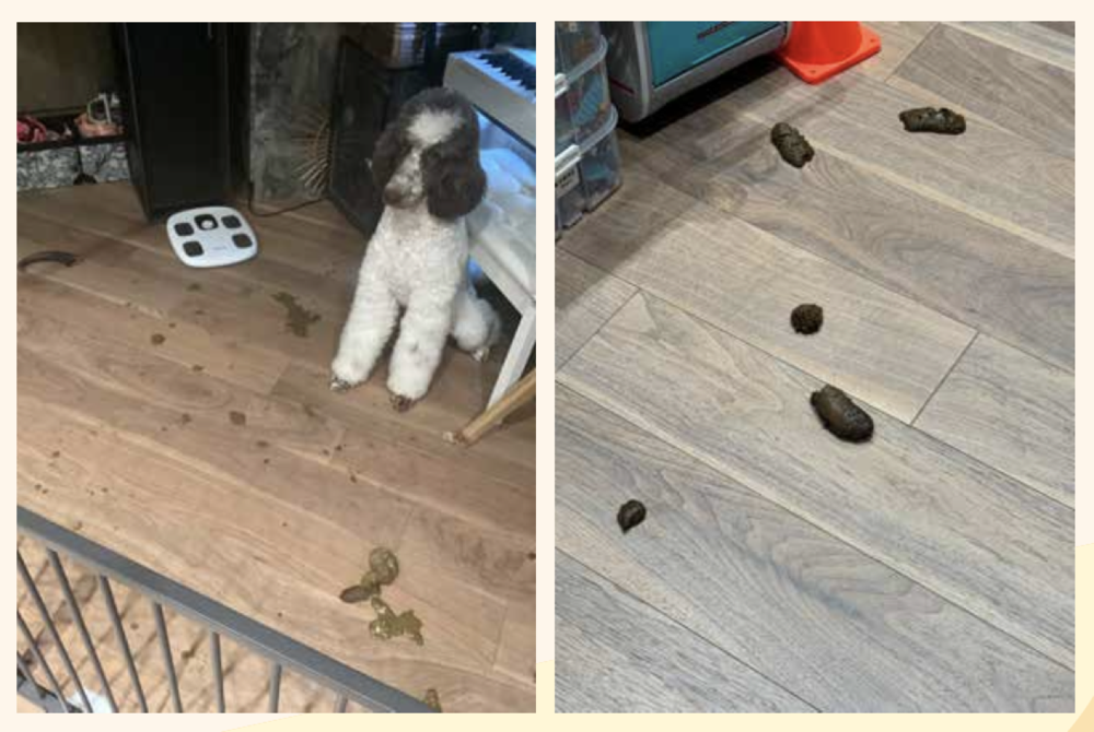 軟便改善對比照