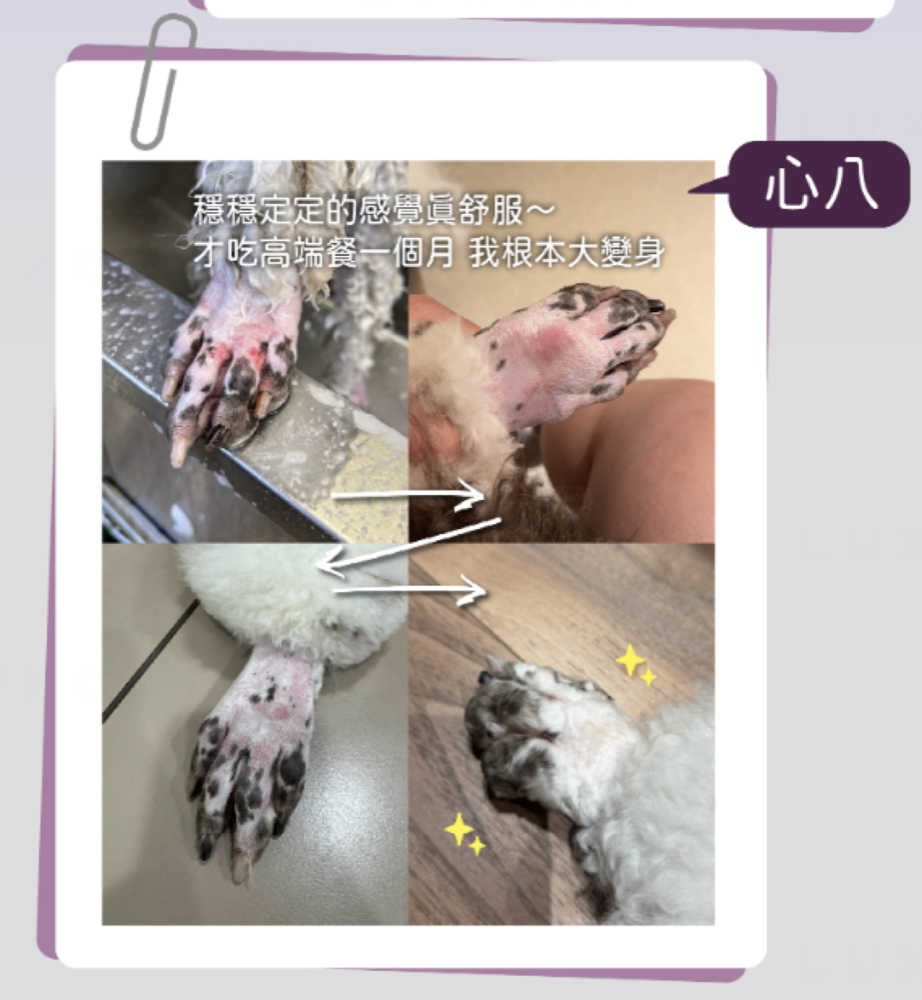 心八腳掌過敏改善見證